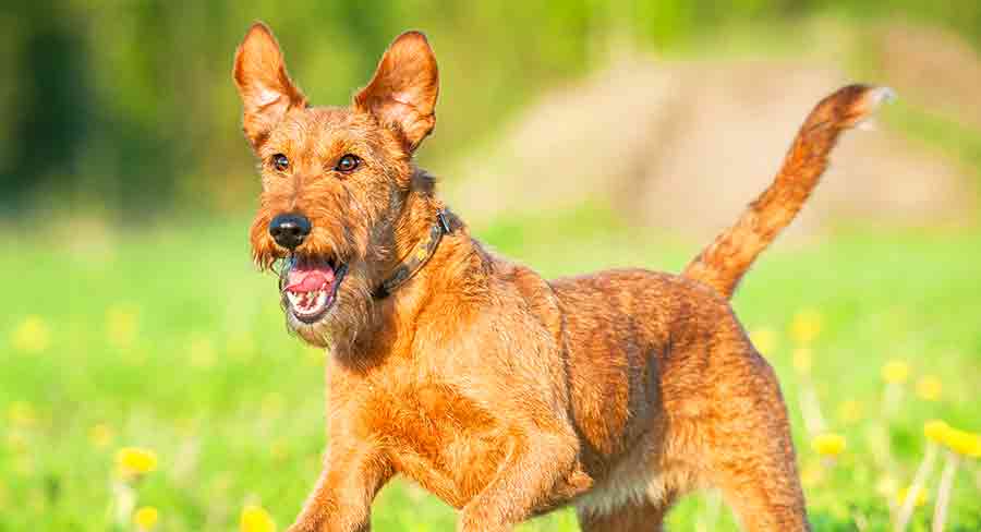 Ridgeback hot sale poodle mix