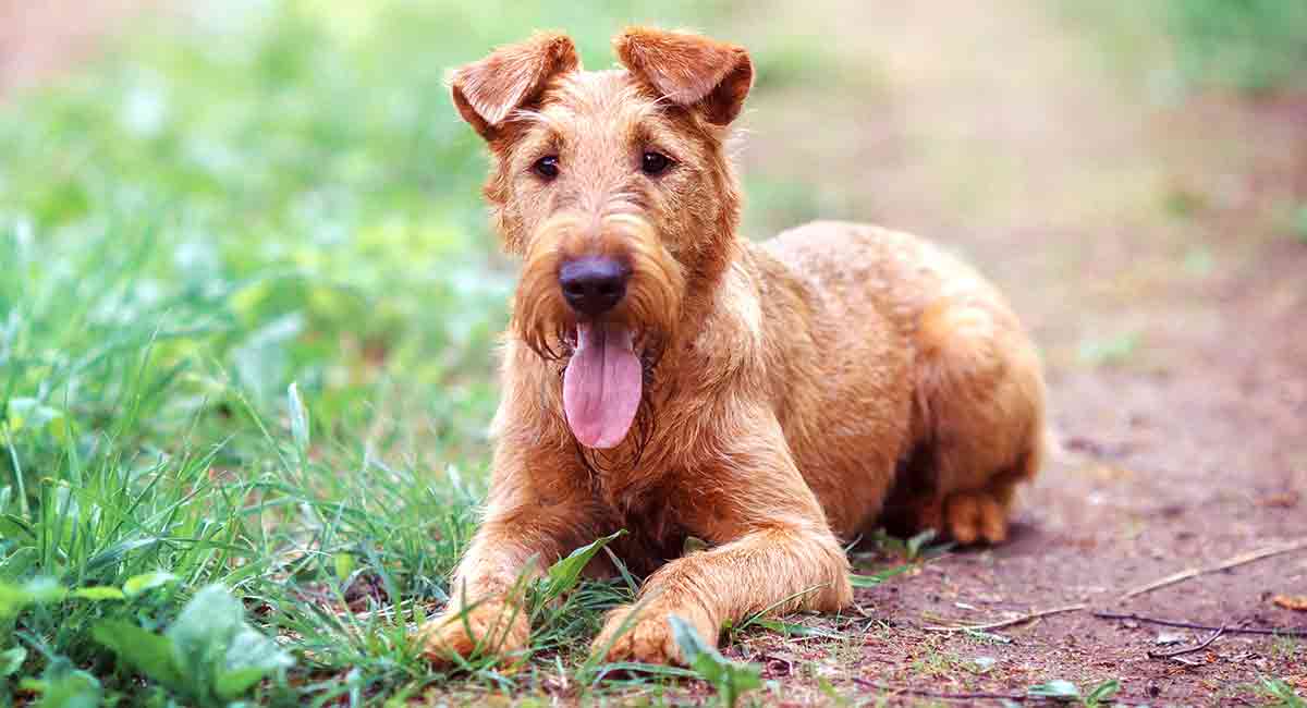 how tall is an irish terrier