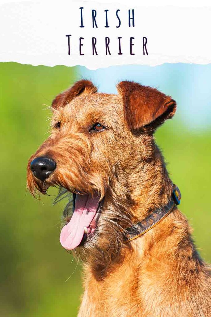 are irish terriers smart