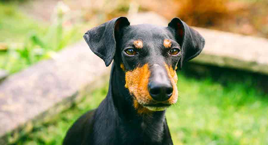 manchester terrier