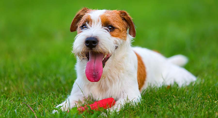 how many puppies can a jack russell terrier have