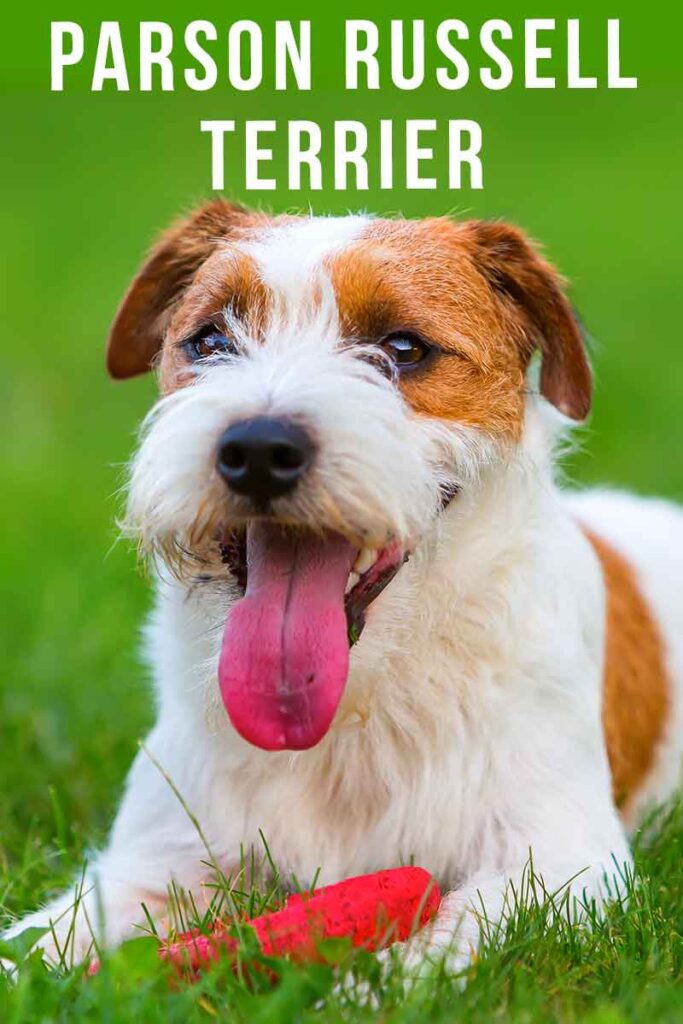 parson russell terrier