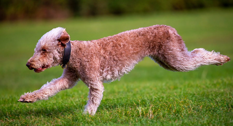 what kind of dog looks like a lamb