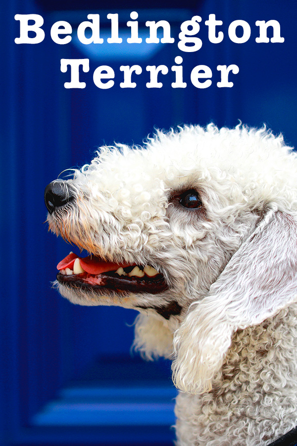 bedlington terrier