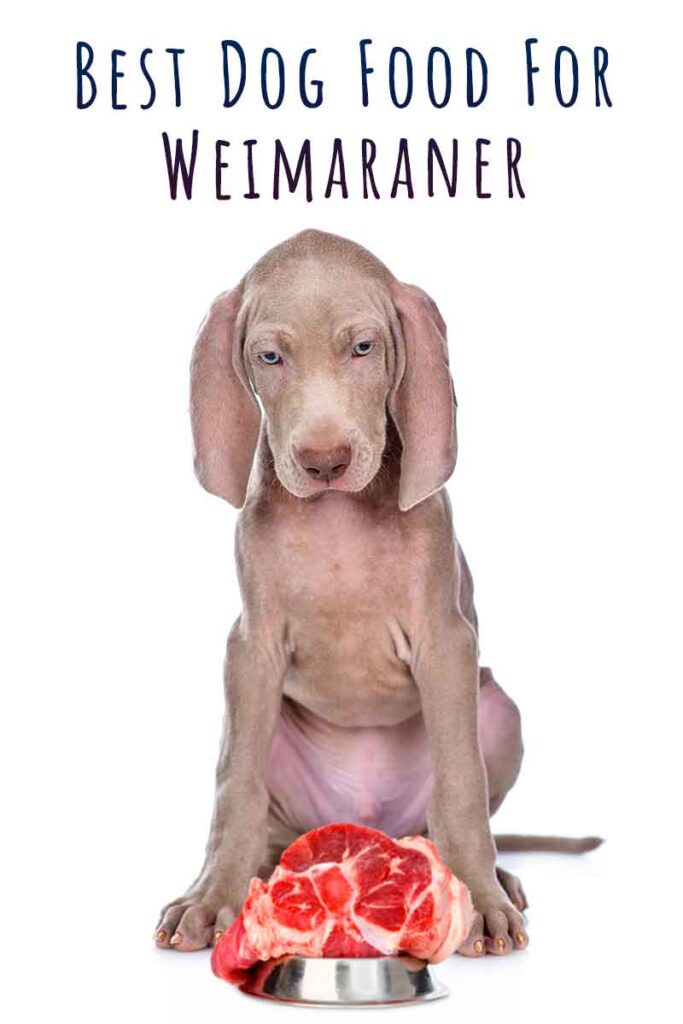 best food for weimaraner