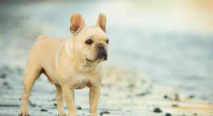 cream french bulldog