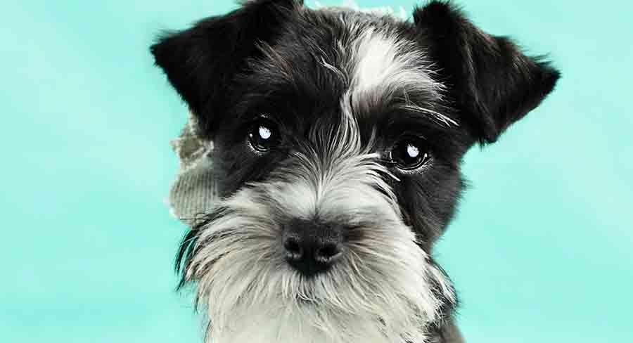 what are the different colors of schnauzers