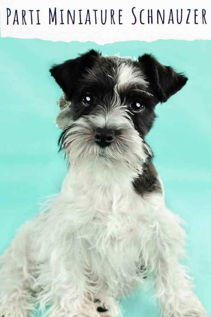 parti miniature schnauzer