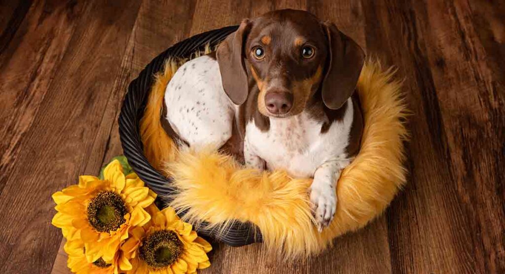 piebald dachshund