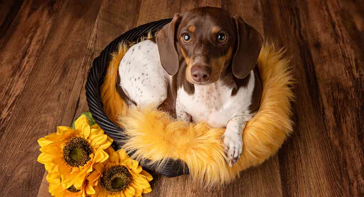 chocolate piebald long haired dachshund