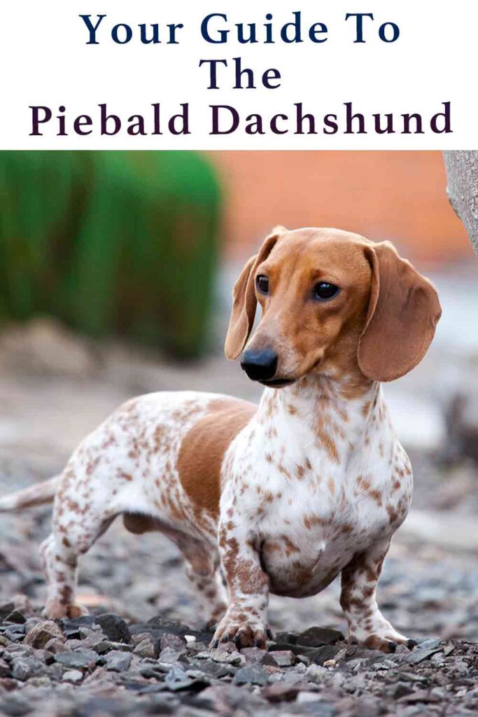 Piebald Dachshund - A Complete Guide To The Piebald Pattern