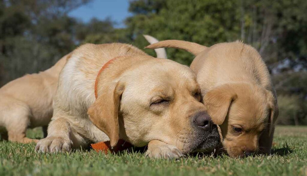 Male Dog Names A and B