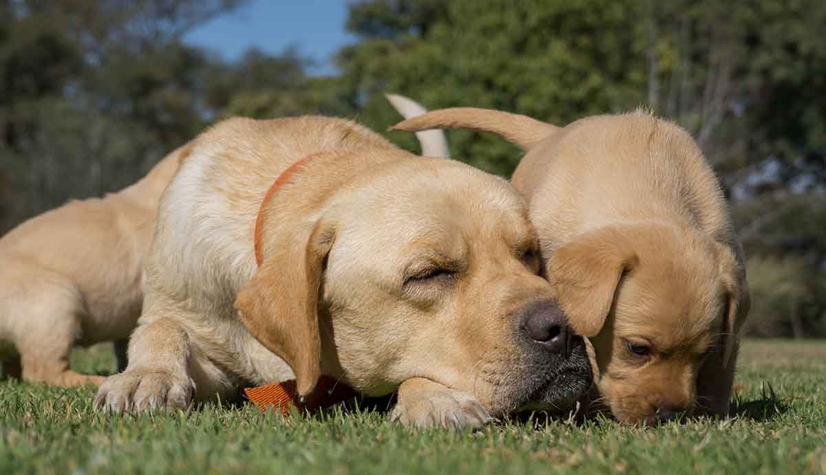 what is another name for a puppy