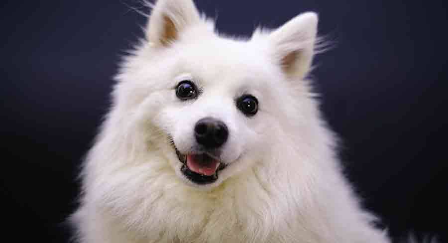 a pointy eared american eskimo dog