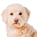 apricot maltipoo
