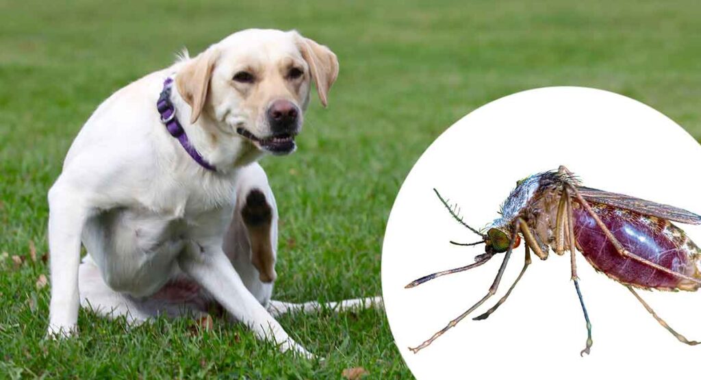 Do Midges Bite Dogs As Well As Humans? Spotting Midge Bites On Dogs