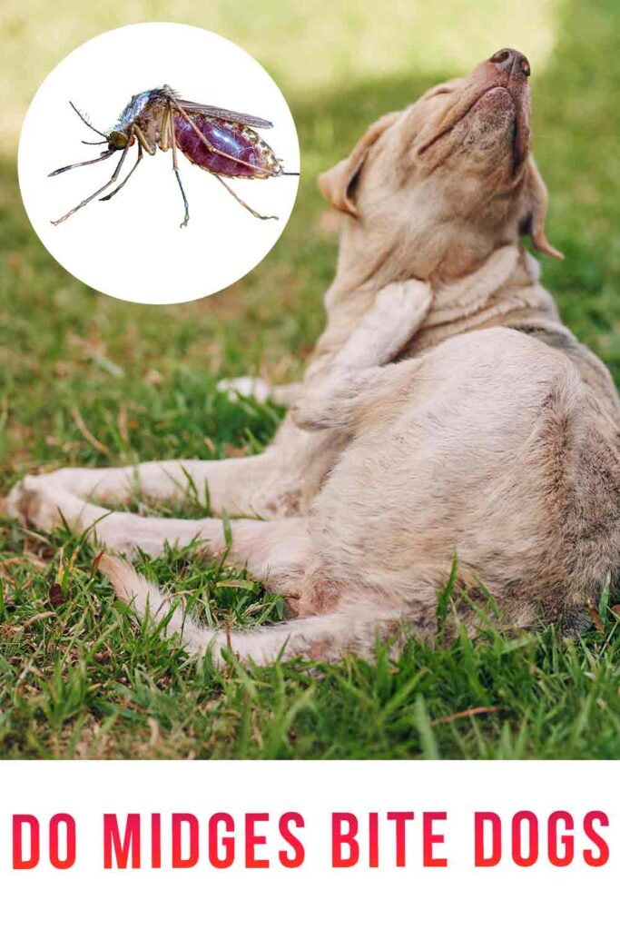 do sandflies bite dogs