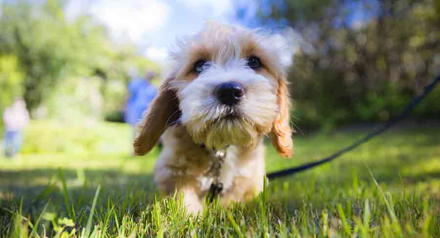 Poodle crossbreed best sale representative species