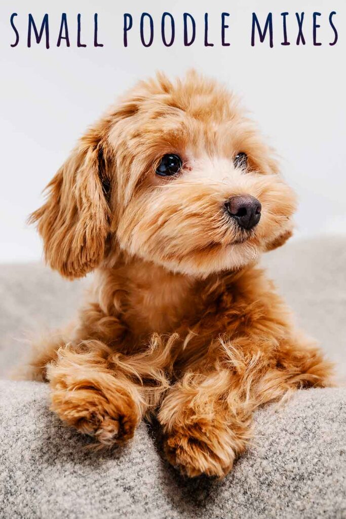 Small Poodle Mixes - 22 Adorable, Curly Poodle Mix Dogs