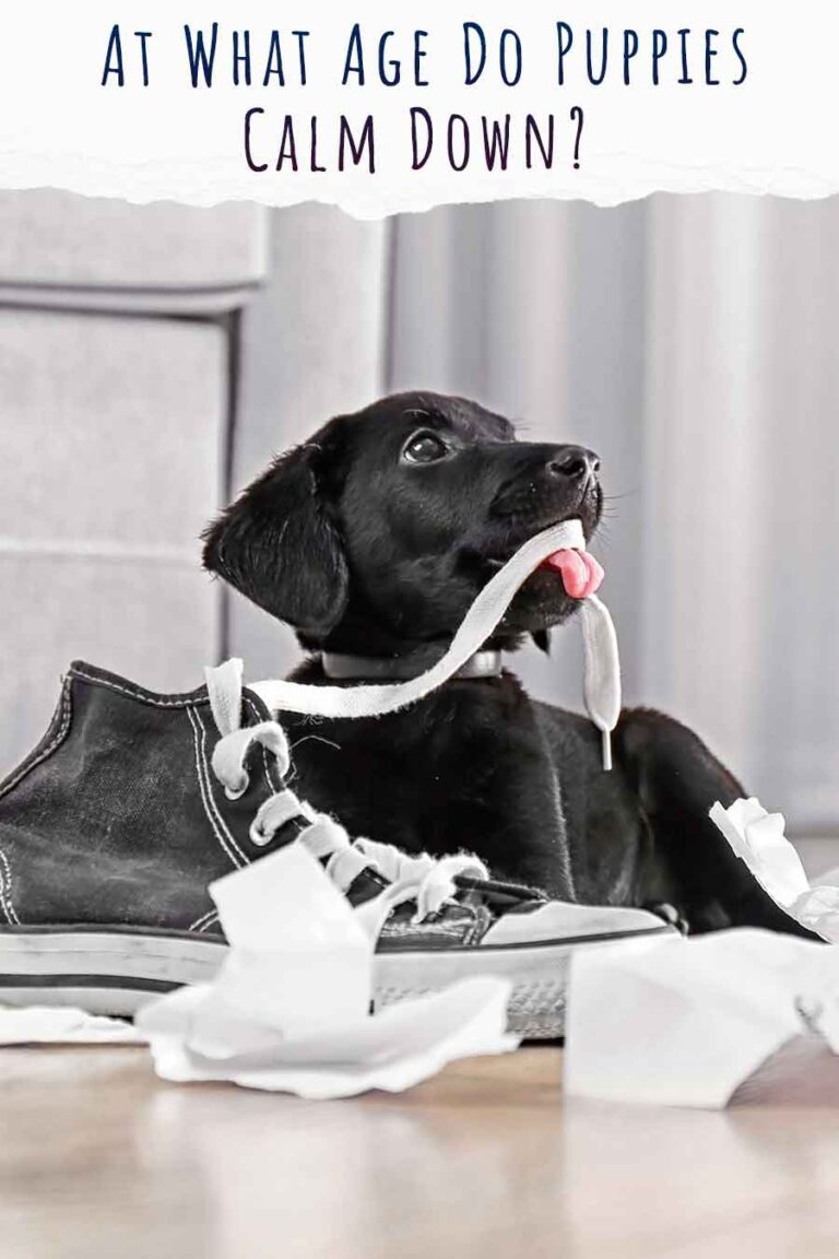 At What Age Do Puppies Calm Down And Easier To Handle?