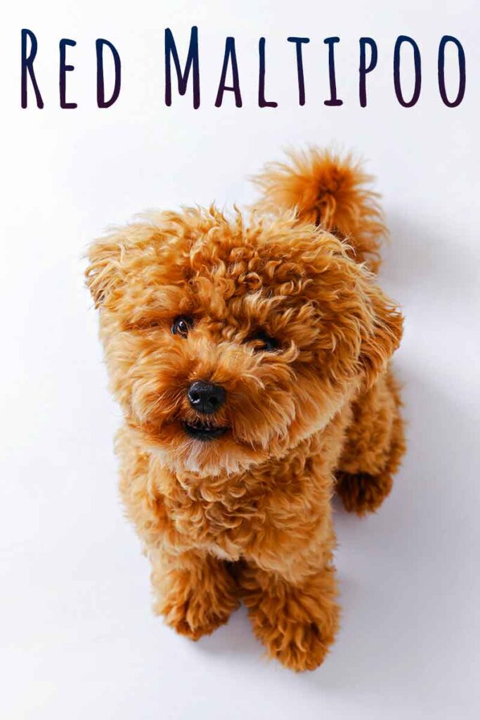 Red Maltipoo - A Guide To The Popular Red Colored Maltipoo