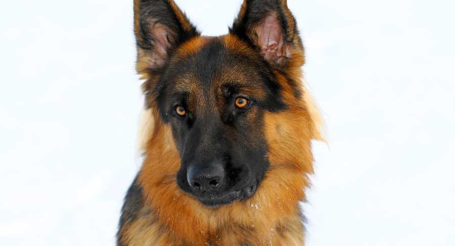 what is the average weight of a female german shepherd