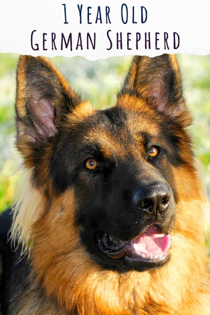 are german shepherds ok being the only dog