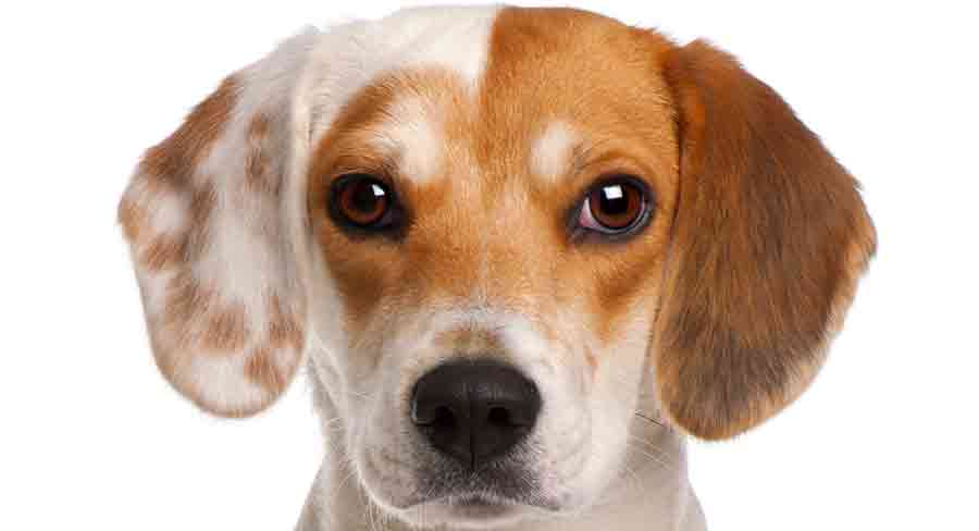 are male or female beagles better