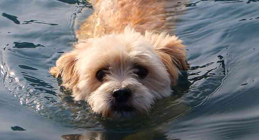 do morkie dogs like swimming