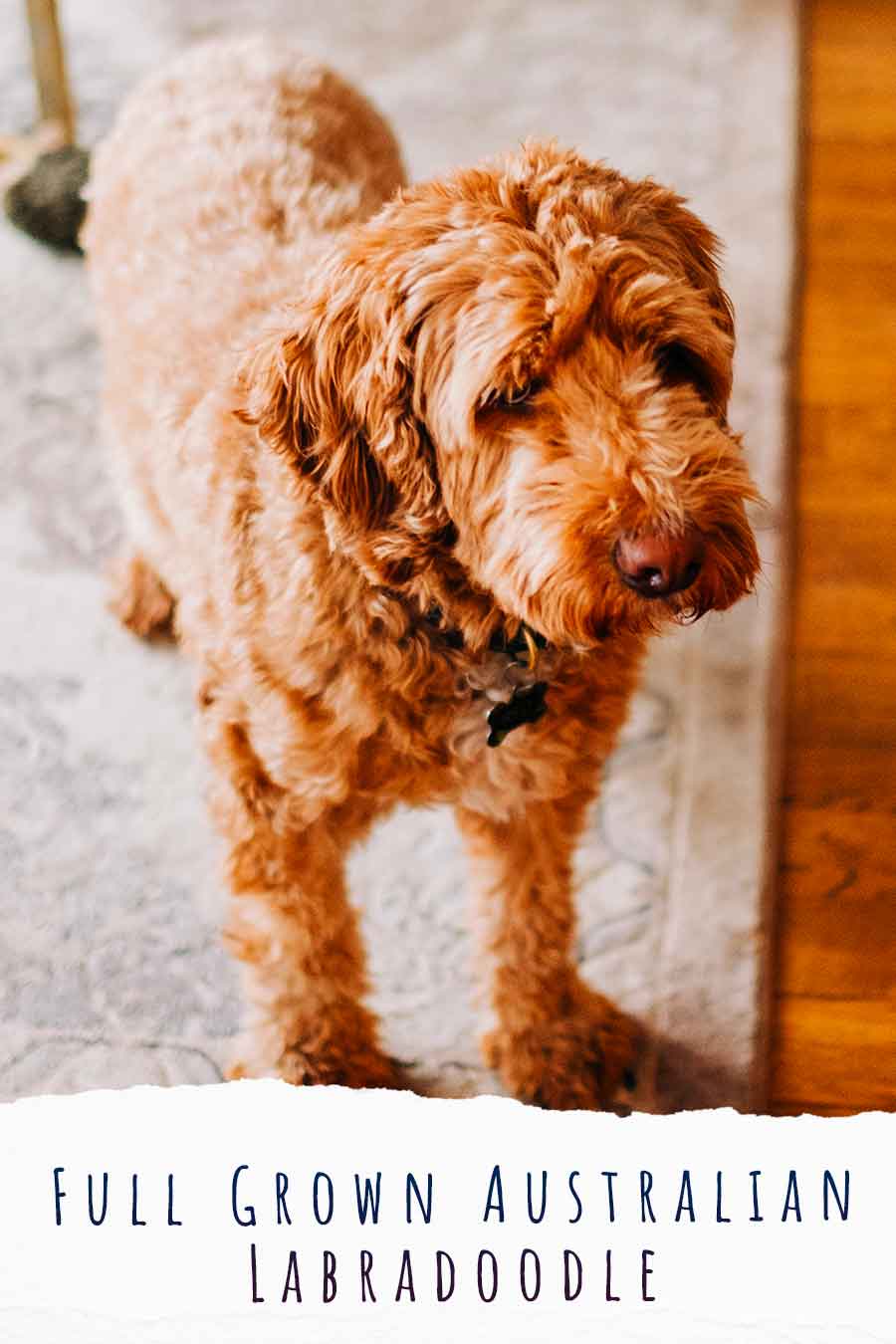 Full Grown Australian Labradoodle We Help You Prepare