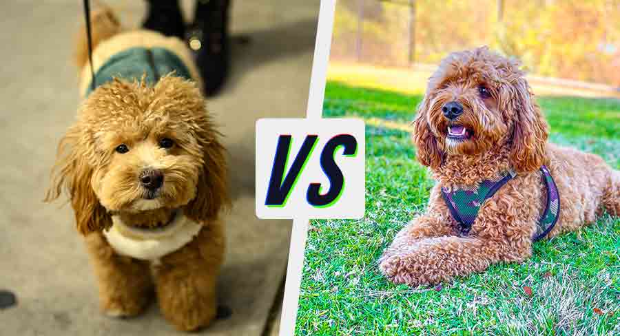 Havapoo Vs Cavapoo - Which Cute Poodle Should You