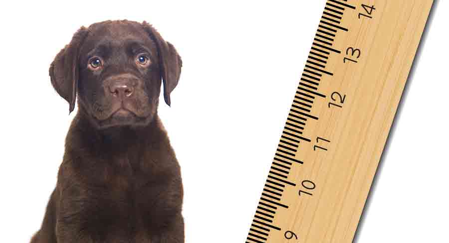 how much does an 8 week old labrador puppy weigh