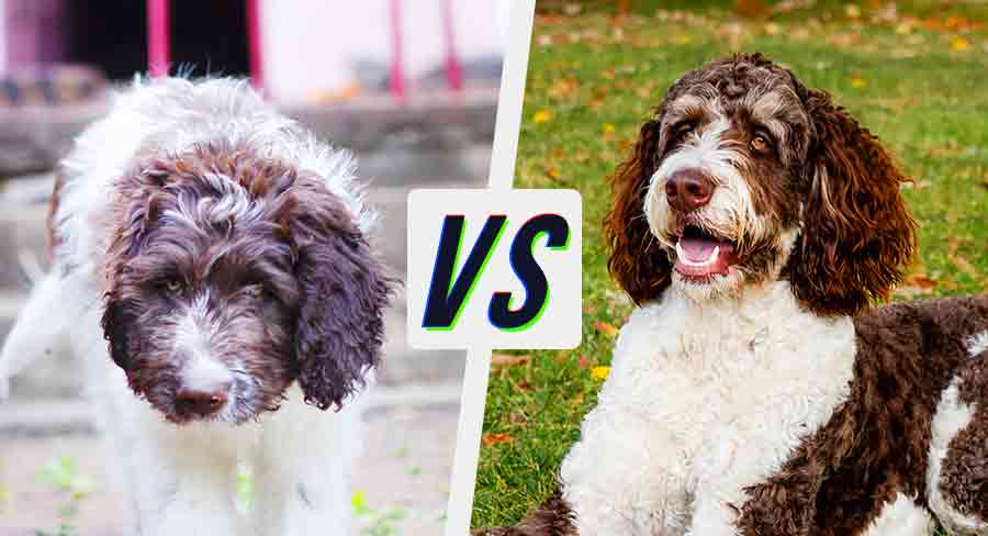 newfypoo vs bernedoodle