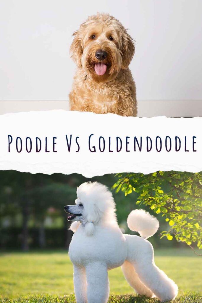 poodle vs goldendoodle