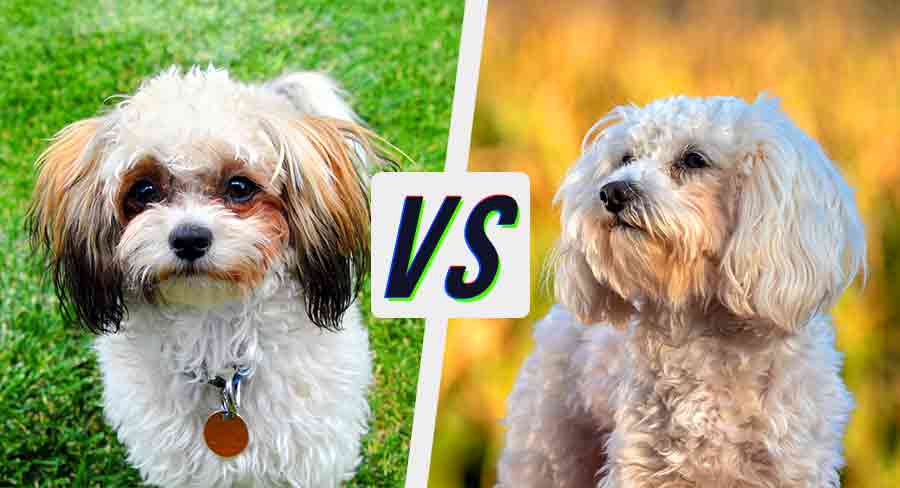 shih poo vs maltipoo