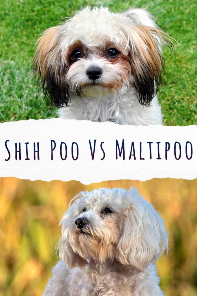 shih poo vs maltipoo