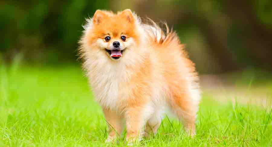 full grown pomeranian, the fluffiest of the toy dog breeds