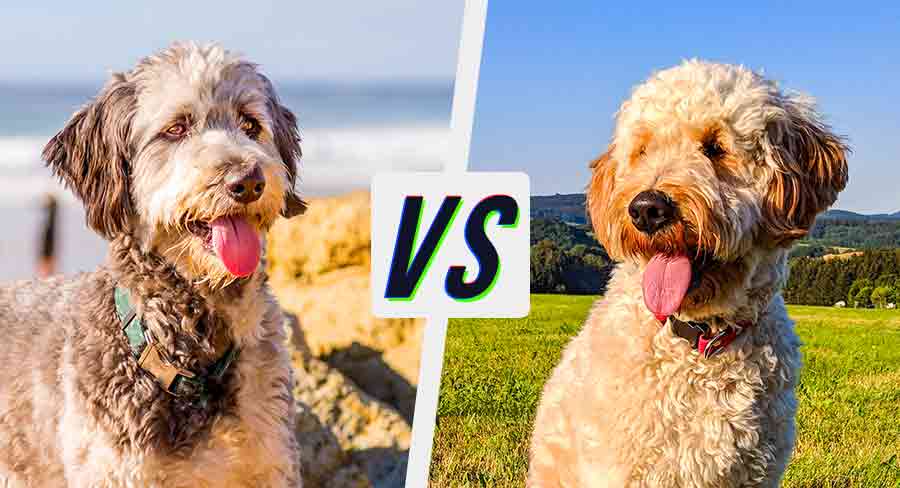 aussiedoodle vs goldendoodle