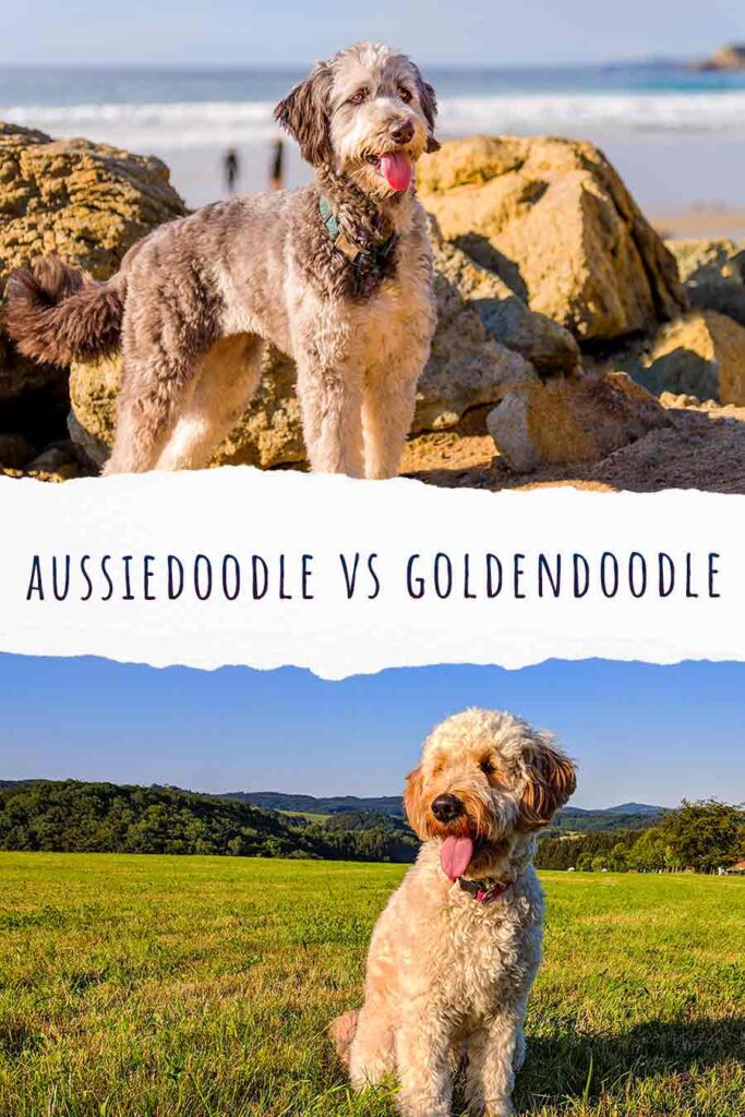 aussiedoodle vs goldendoodle