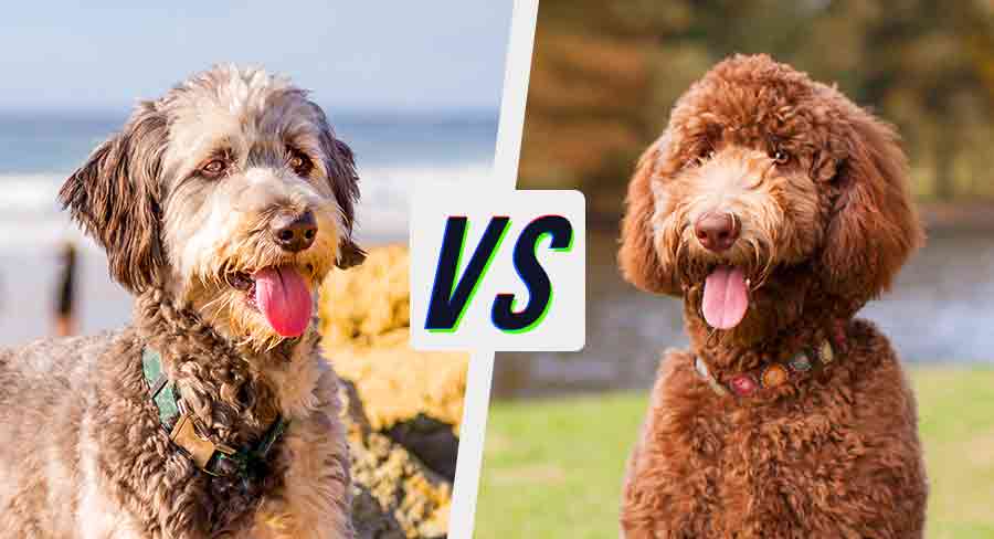 what color labradoodle is best