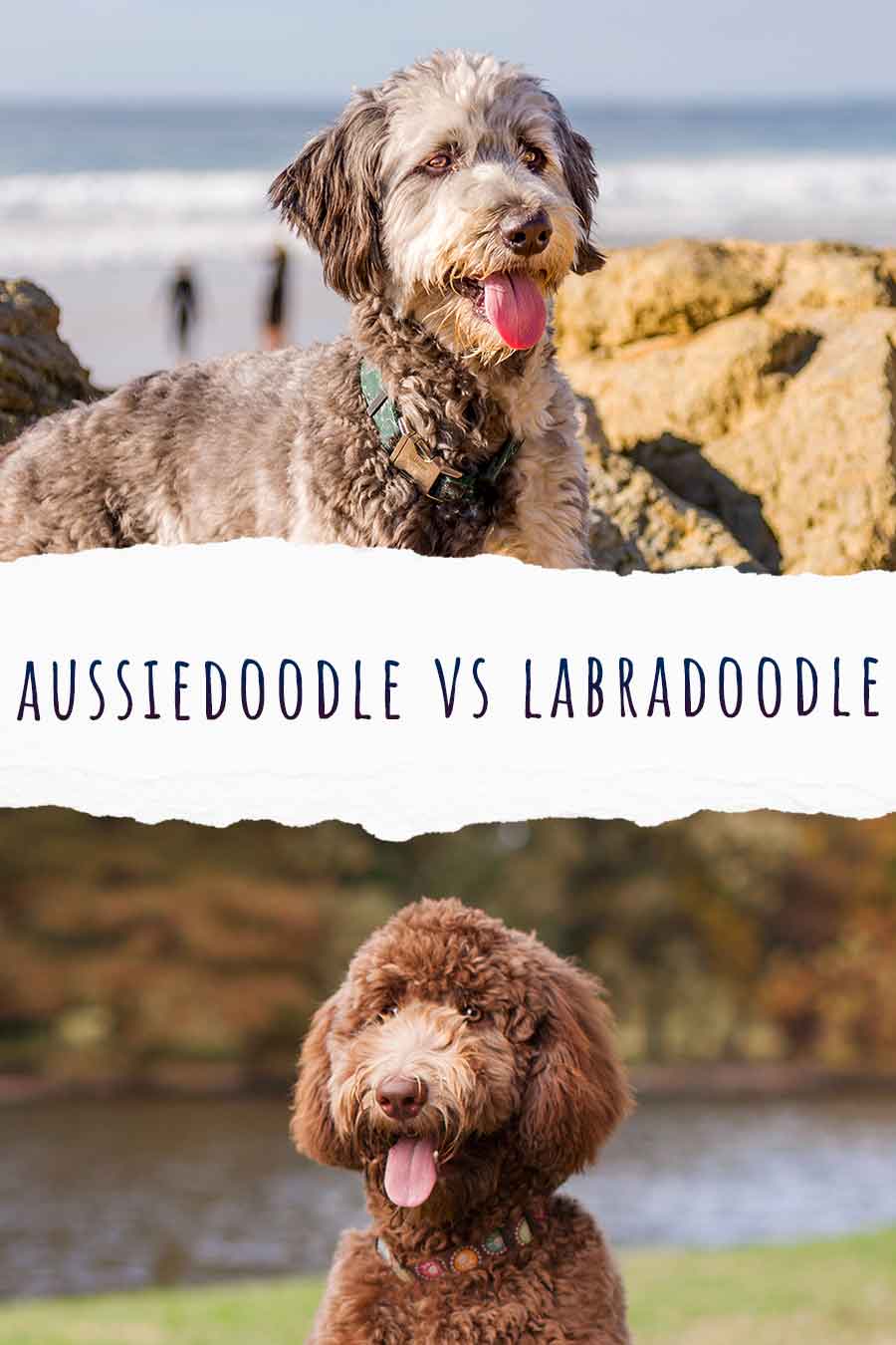 Aussiedoodle Vs Labradoodle - Which Poodle Mix Is Best?