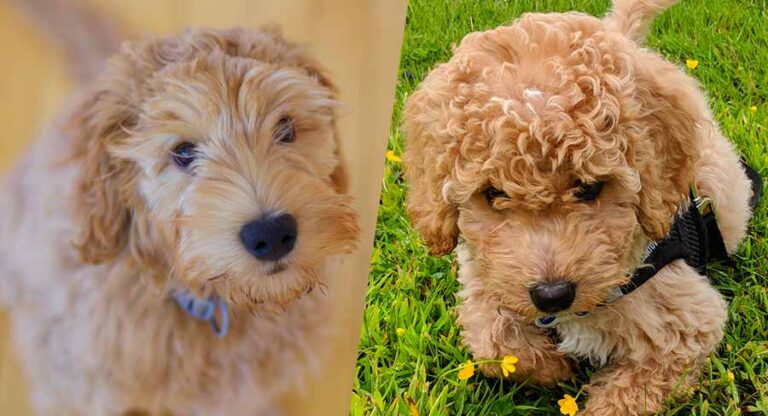 Australian Labradoodle vs Labradoodle - What's The Difference?