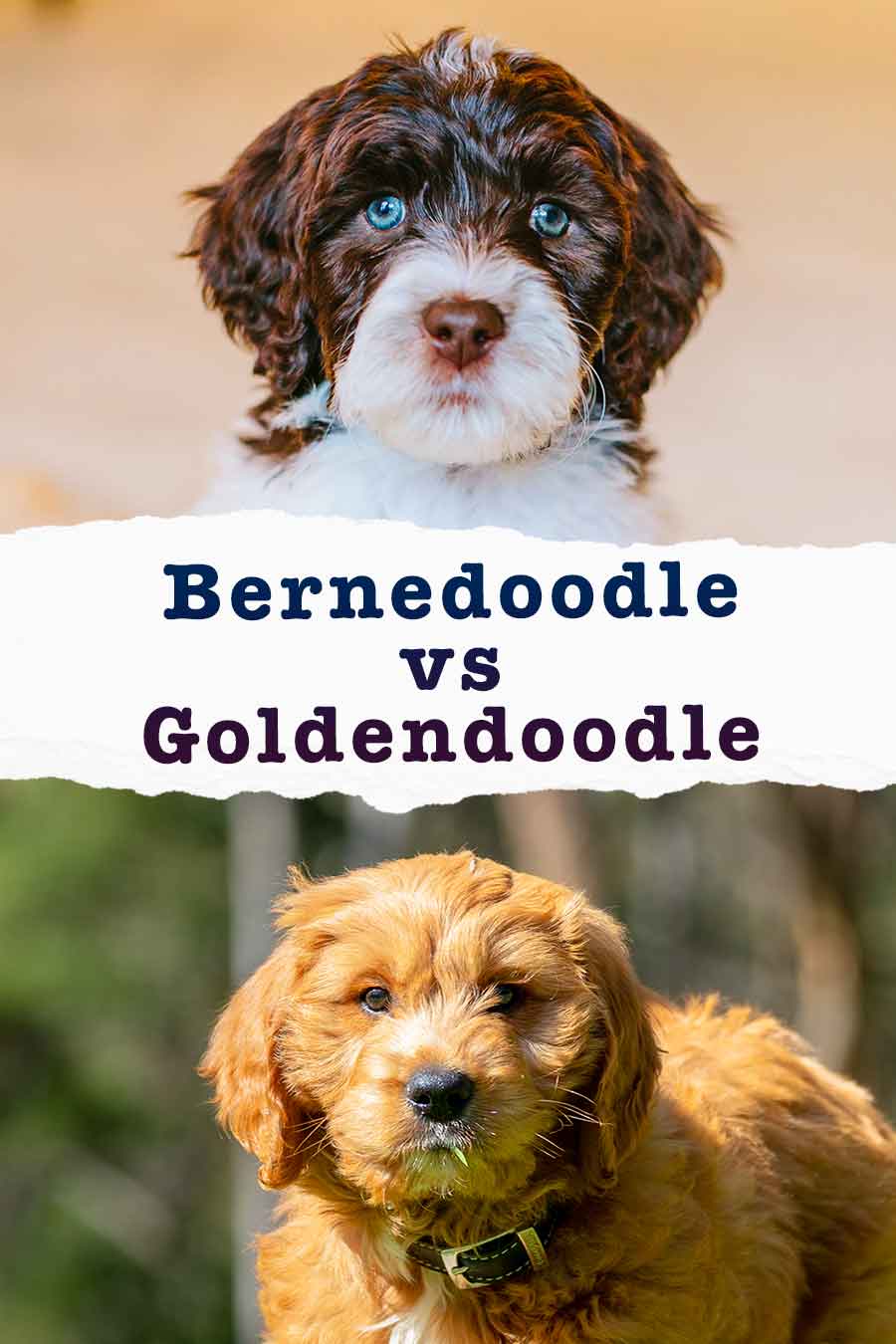 Bernedoodle Vs Goldendoodle - Which Dog Is Right For You?