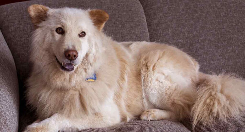 Goldendoodle Shepherd Mix - The Happy Puppy Site