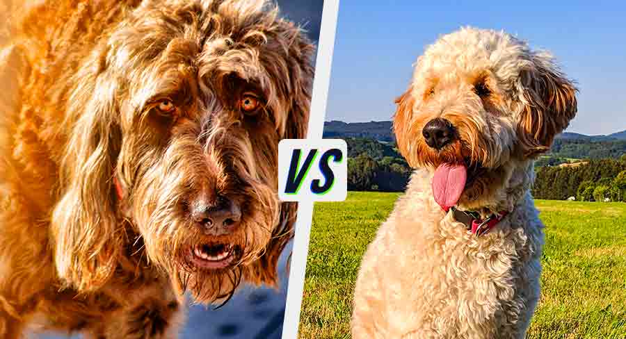 Irish Doodle vs Goldendoodle - Appearance, Temperament and Health