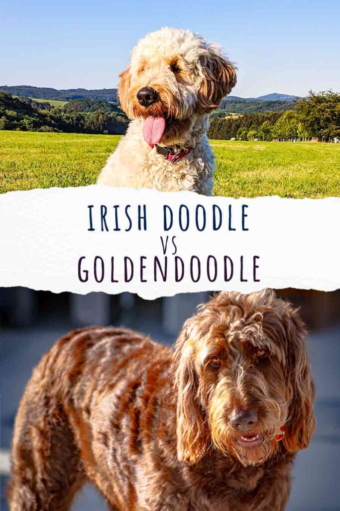 Irish Doodle vs Goldendoodle - Appearance, Temperament and Health