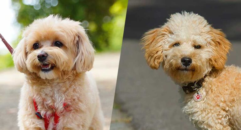 Maltipoo Vs Cavapoo: Which Is The Better Poodle Cross Pet?