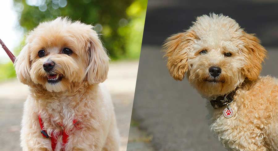 maltipoo and toy poodle