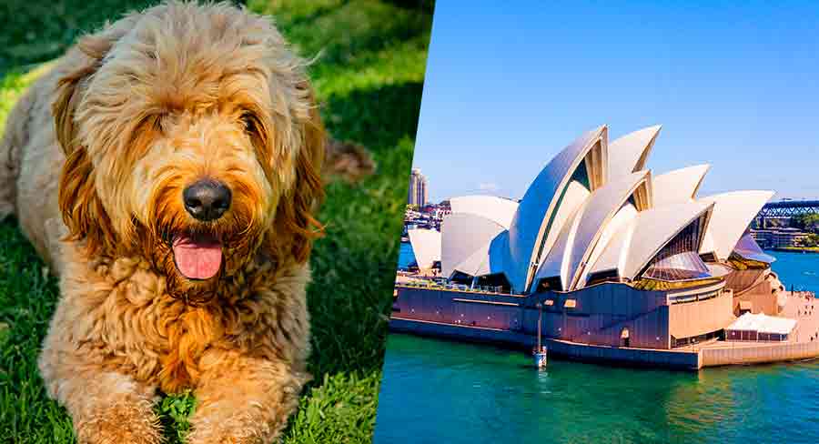 australian goldendoodle