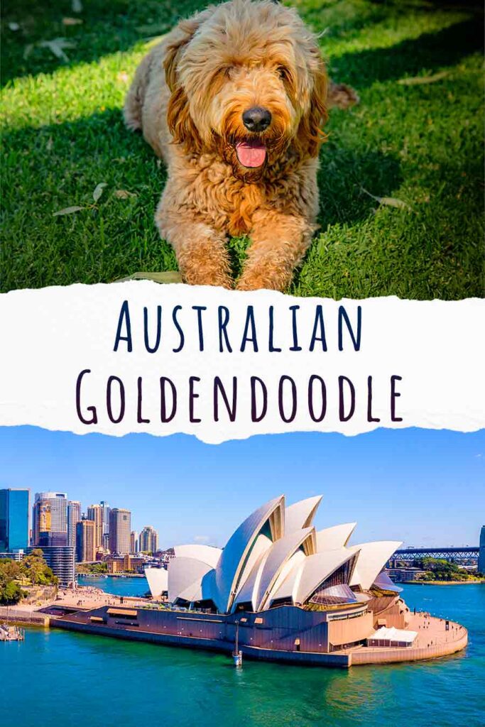 Australian Goldendoodle - The Mix That Includes Six Dogs One!